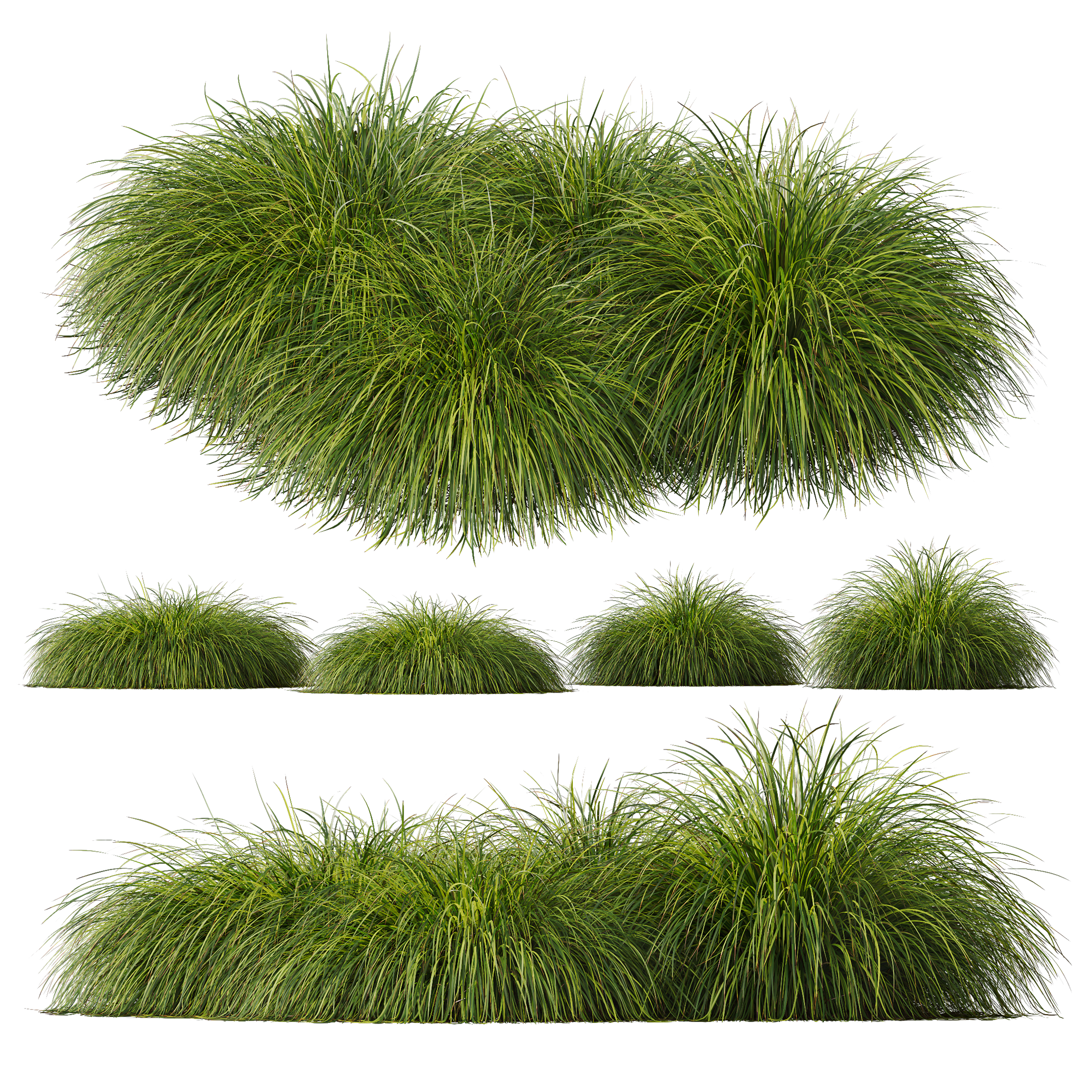 HQ Plants Carex Elata Aurea Grass Version4